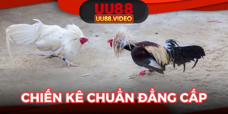 Chiến kê chuẩn đẳng cấp, trận đấu bùng nổ