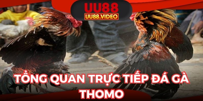Giới thiệu chung về loại hình trực tiếp chọi kê Thomo danh tiếng
