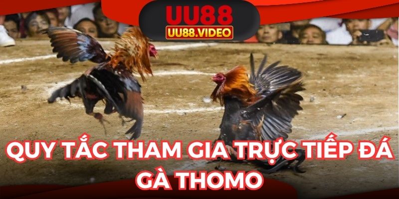Nguyên tắc cơ bản khi xem trực tiếp đá gà Thomo